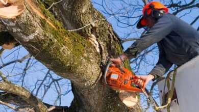 Emergency Tree Service Provider