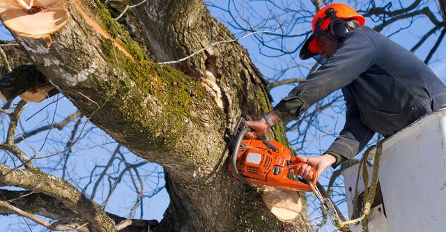 Emergency Tree Service Provider