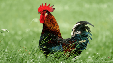 Clipart:4fk_Hc9u5zs= Rooster