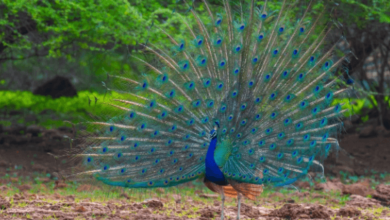 Clipart:21afzhfibme= Peacock