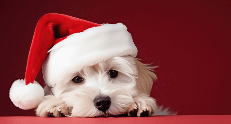 Clipart:6ipklzuljtc= Christmas Dog