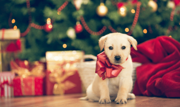 Clipart:6ipklzuljtc= Christmas Dog