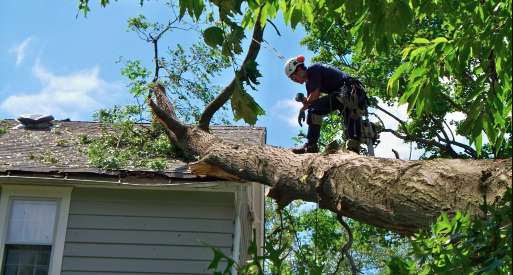 Tree Removal Services