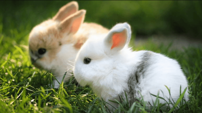 Cute:-Xjcg5dioae= Rabbit