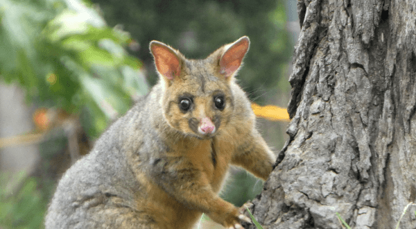 Roof Ruckus Resolved: Sydney's Experts in Possum Control