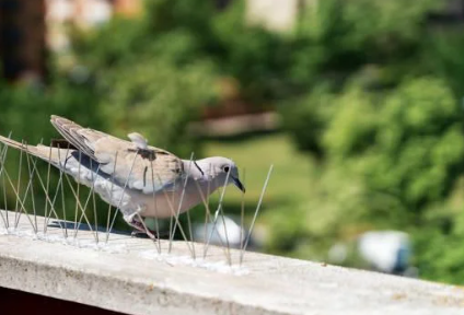 The Importance of Bird Spikes for Dubai’s Businesses