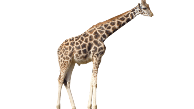 Transparent:-Knhvnqfmki= Giraffe