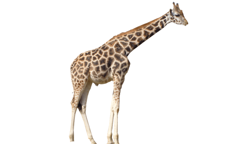 Transparent:-Knhvnqfmki= Giraffe