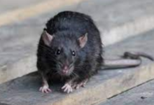 The Dangers of Rodent Infestations in Charleston, SC: Health Risks You Should Know