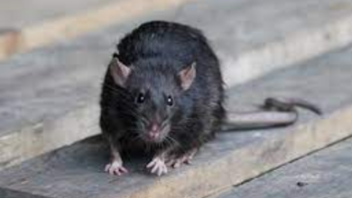 The Dangers of Rodent Infestations in Charleston, SC: Health Risks You Should Know