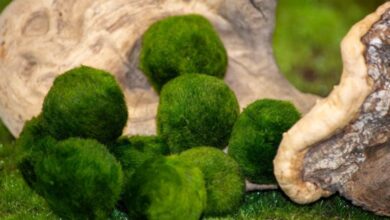 A Marimo moss ball terrarium displayed on a minimalist wood shelf, showcasing a low-maintenance aquatic plant used in modern home decor.