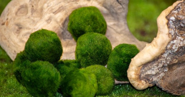 A Marimo moss ball terrarium displayed on a minimalist wood shelf, showcasing a low-maintenance aquatic plant used in modern home decor.