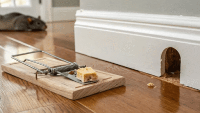 Why Rodent Control Fails When Bait Stations Stay in the Same Place Too Long