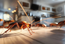 How Melbourne Property Owners Stay Ahead of Common Pests