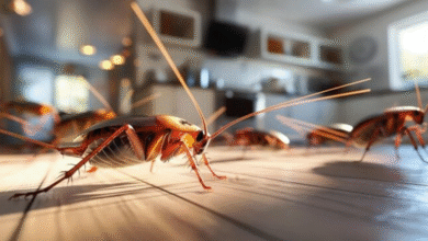 How Melbourne Property Owners Stay Ahead of Common Pests