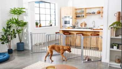 Building a Pet-Friendly Home That Supports Your Dog's Health