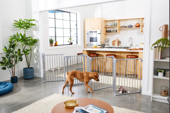 Building a Pet-Friendly Home That Supports Your Dog's Health